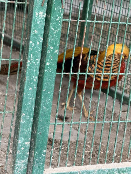 Птицы и жывотные