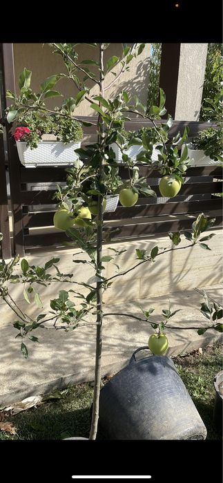 Pomi fructiferi pe rod