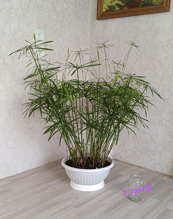 Крупное комнатное растение