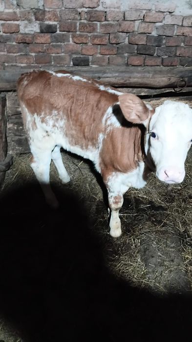 Vaca baltata  de vanzare