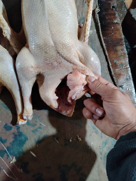 Продам мясо гуся
