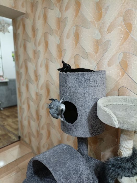 Продается попугай жако