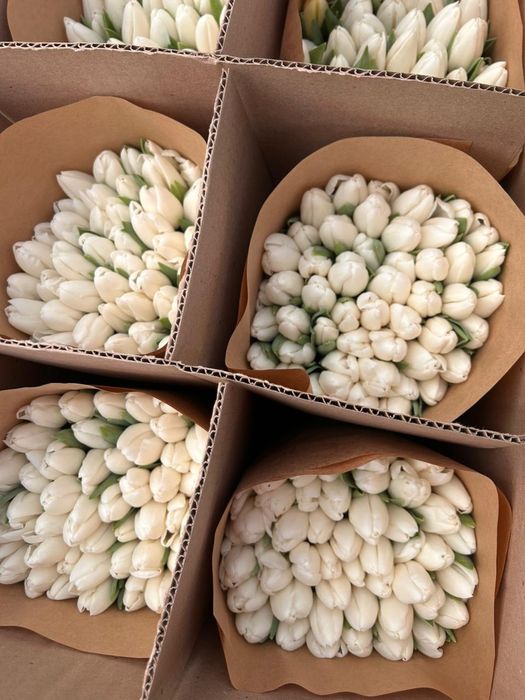 Тюльпаны в розницу от 550тг.