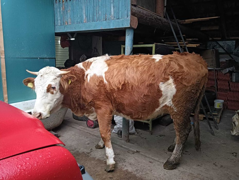 Vacã cu vitea de vînzare