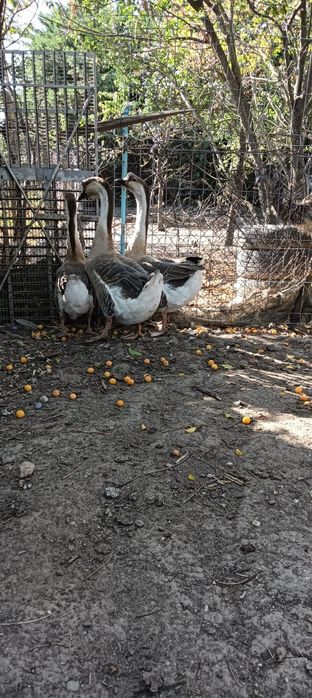Gâște chinezești zis Lebede