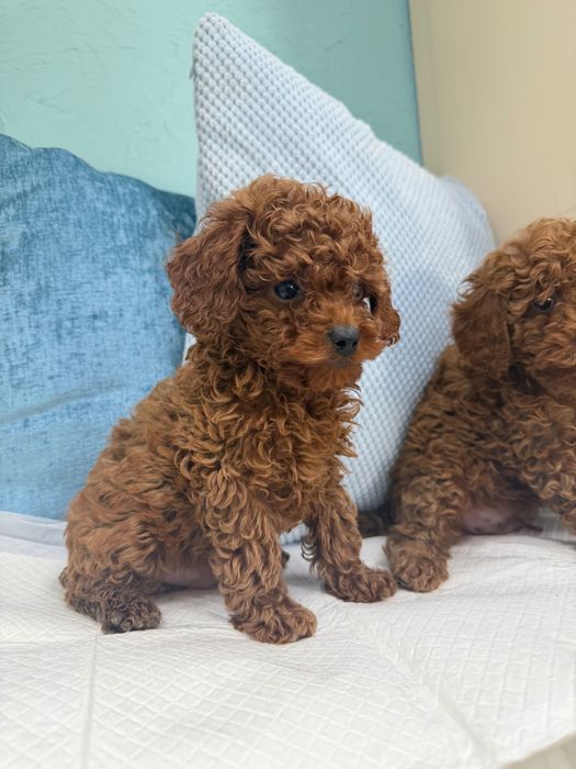 Той пудел момче и момиче