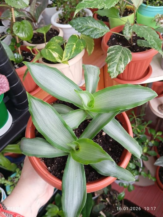 Продам цветы комнатные