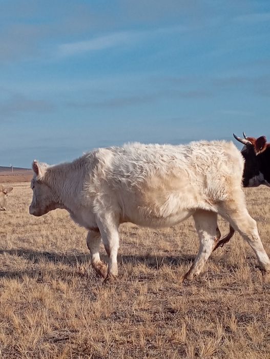 Продаются коровы