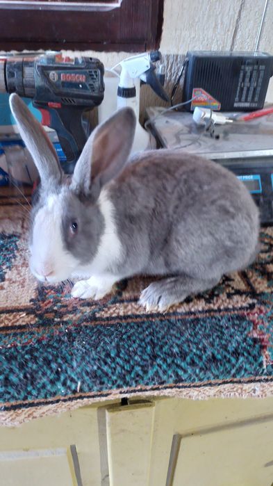 Vand iepuri hycole francez