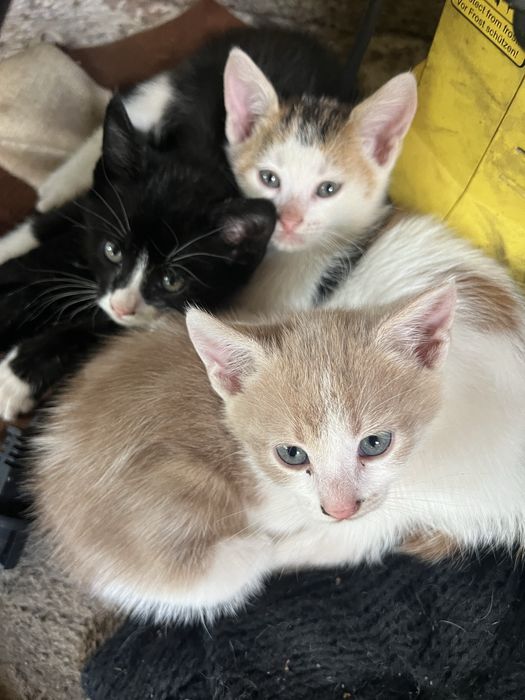 Продават се безплатно котенца