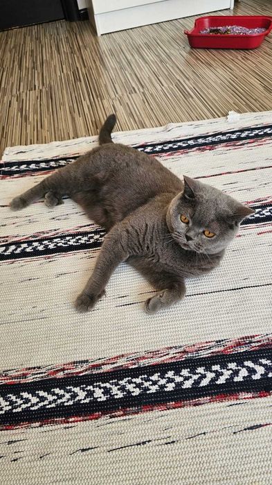 Котик в добрые руки британец