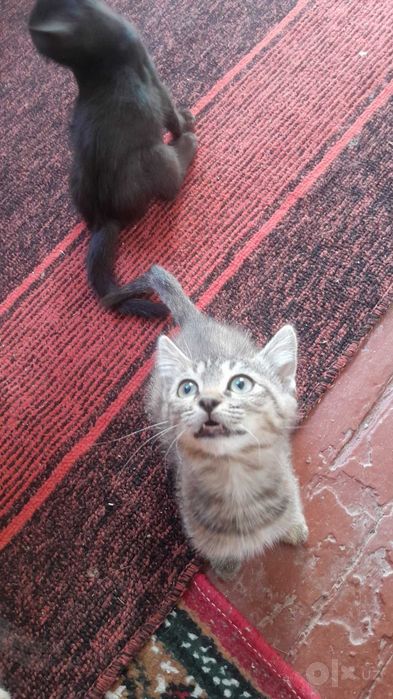 Отдам котенка в хорошие руки