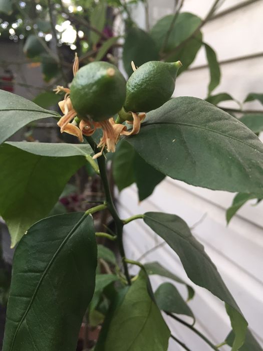 Лимон дерево