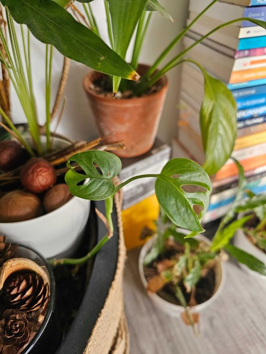 Monstera Deliciosa Uriașă (Matură) + Ghiveci Decorativ + Plante Bonus (Brașov / Sf. Gheorghe)