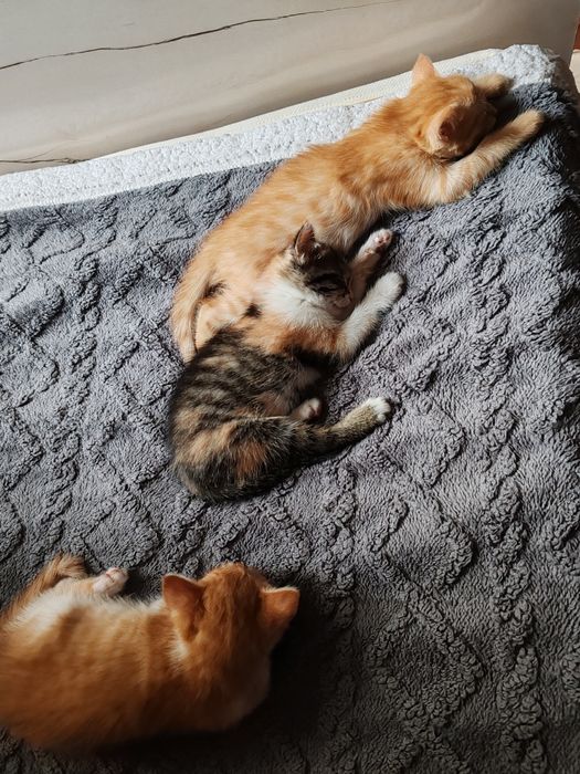 Котята. Отдам в добрые руки