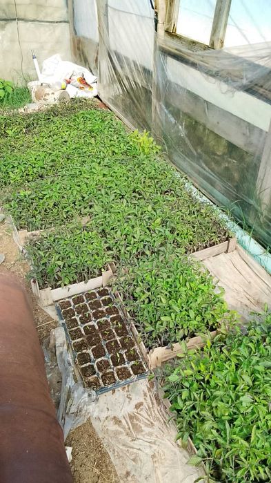 Рассада помидора