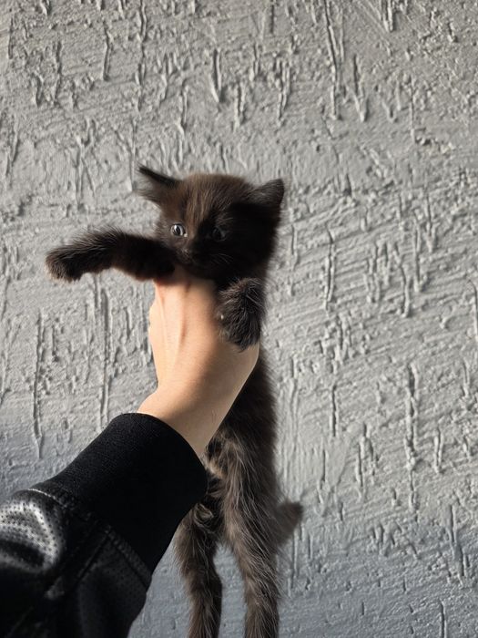 Отдам кошку и котят