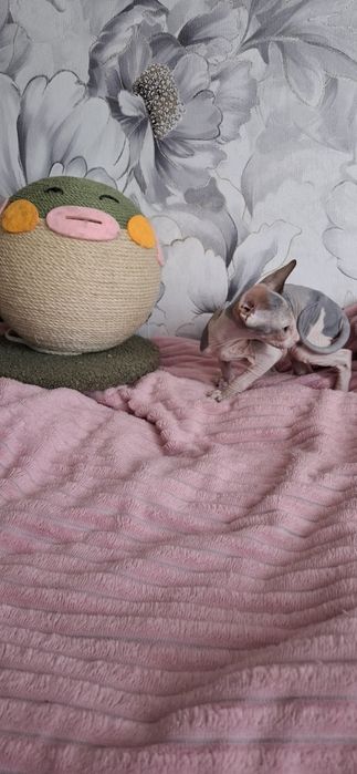 Донской сфинкс котята