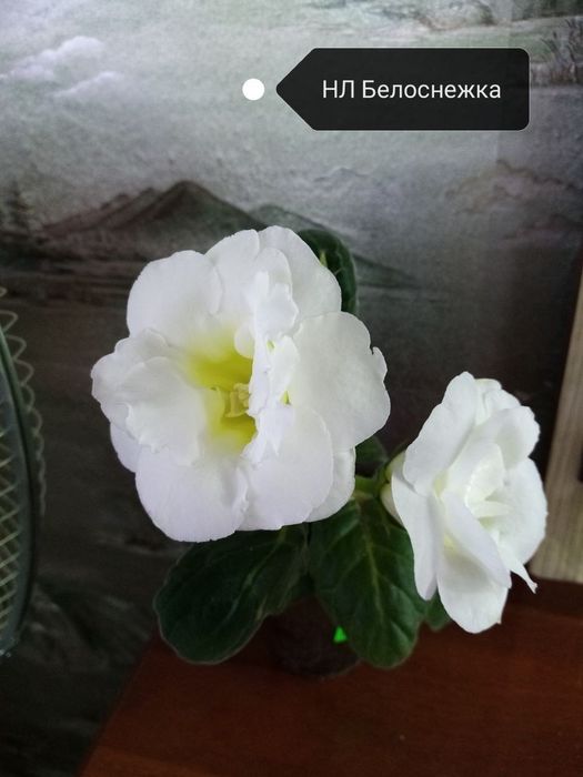 Продаются детки глоксиний