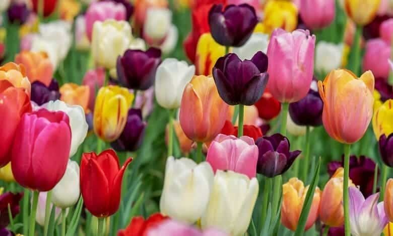 Луковици на 6 вида лале и 4 вида нарцис