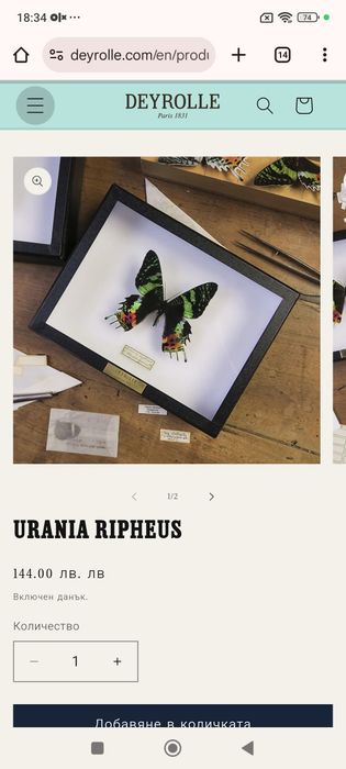 Препарирани пеперуди