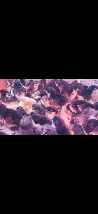 Ouă pentru incubat Australorp