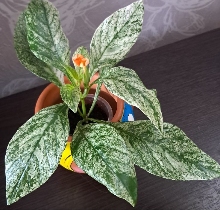 Комнатные цветы неприхотливые