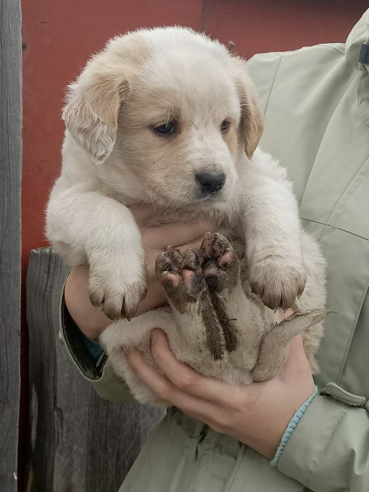 ЩЕНОК МАЛЬЧИК!  Бесплатно!