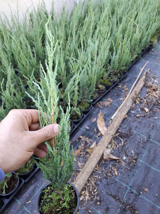 Юниперус Skyrocket в саксия