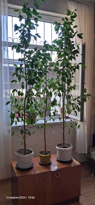 продам комнатные цветы