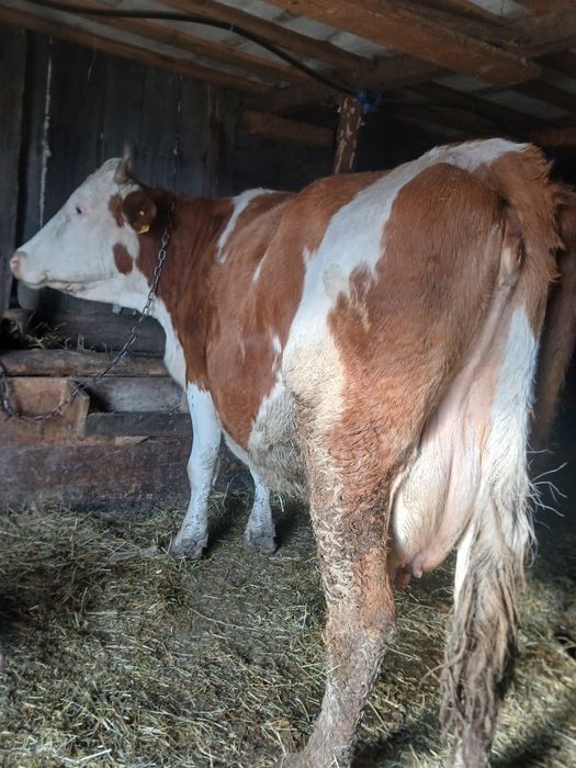 Vând vaca de 10 ani cu vițel