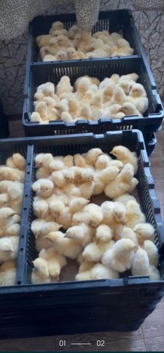 Яйцо инкубационный бройлера