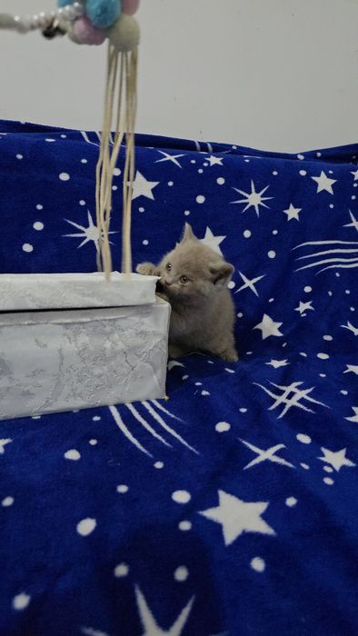 Британские девичка и мальчик