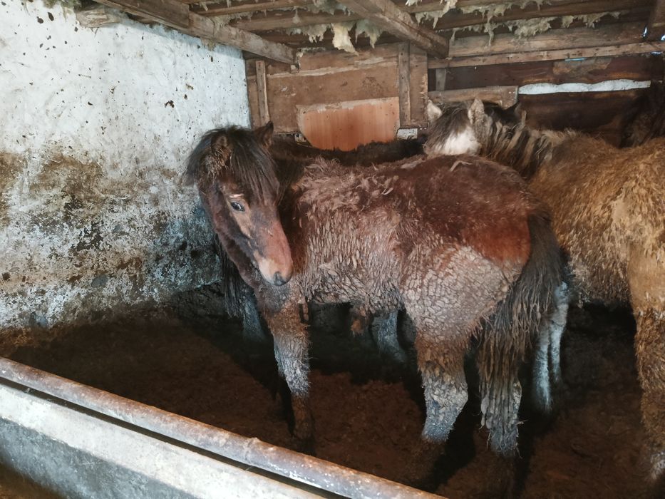 Жабағы сатылады.