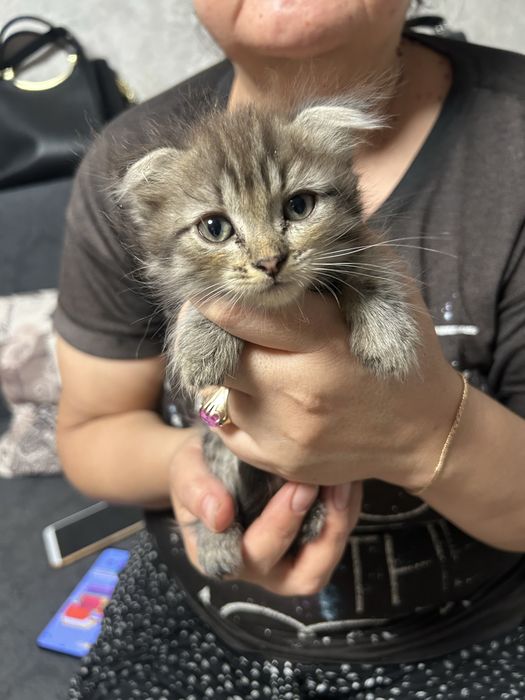 Вислоухие котята