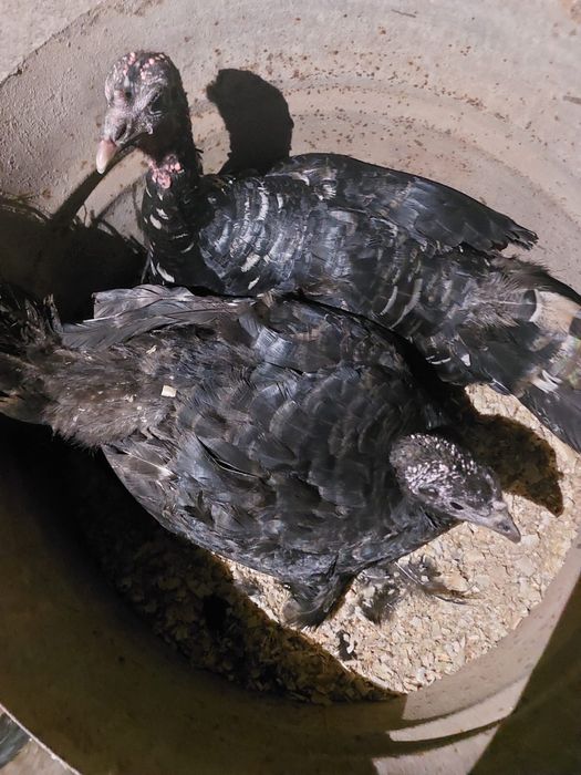 Индюшки наседки домашние