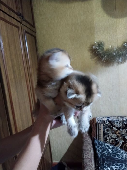 Золотая шиншилла