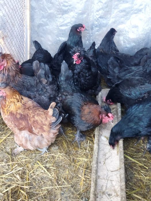 Продам куры домашние