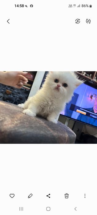 Персийски котенца