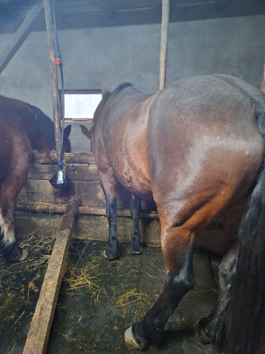 Vand iapă de 8 ani cu acte mai multe mesaje in privat