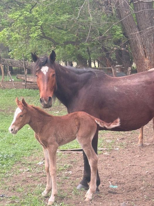 Құлынды бие жас 3 туған