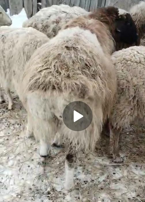 Продам барана с откорма