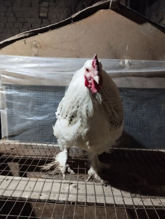 Brama Xoroz sotiladi