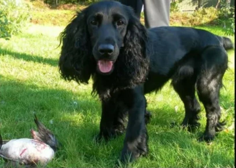 Отдам щенка девочка мама русский спаниель