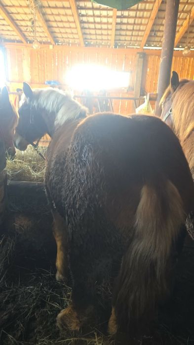 Vand manz de 9 luni jumate