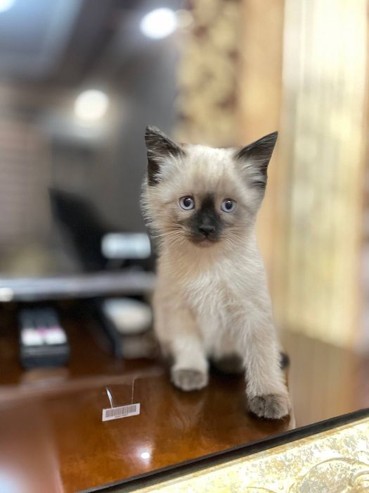 Siamskiy mushuk 50 kunlik