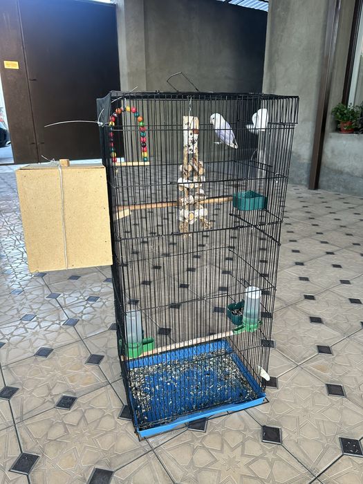 Попугай маскивый неразлучник