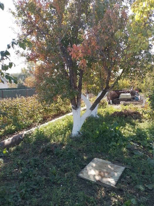 Продам дачу в городе