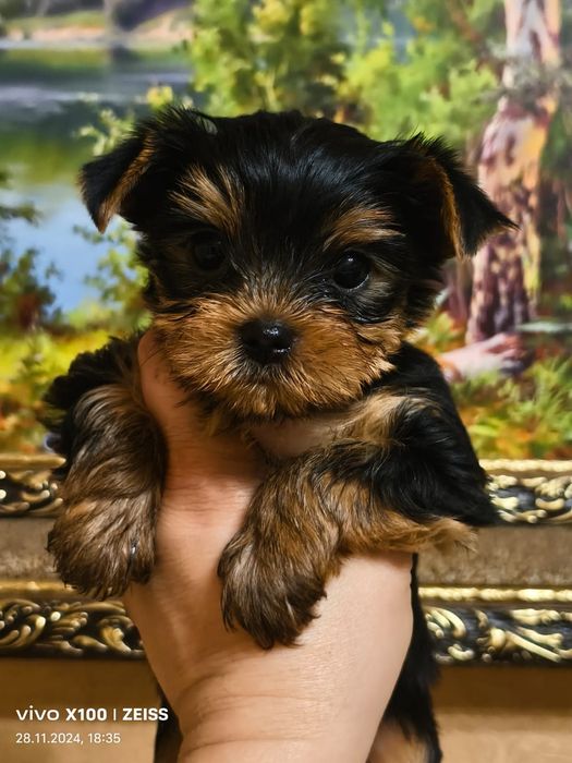 Очаровательные щенки Йорка.