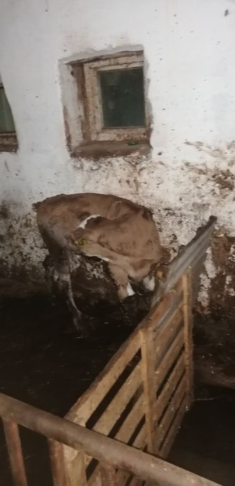 Vând tauras de 5 saptamani